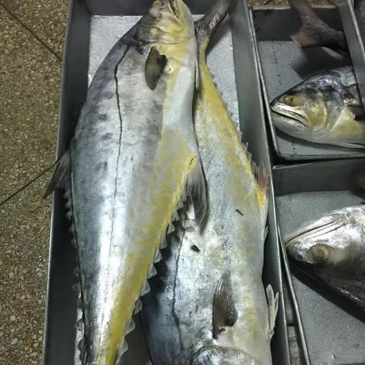 Frozen Queen Fish Good Sale from Indonesia