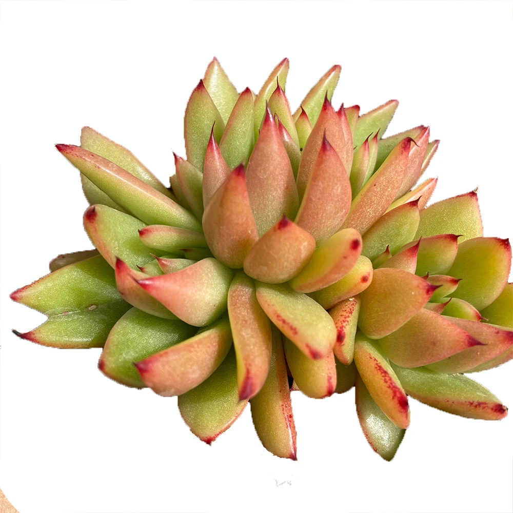 
A variety of succulent plants with lipstick about 10 cm in diameter Mini Succulent Plants Wholesale 