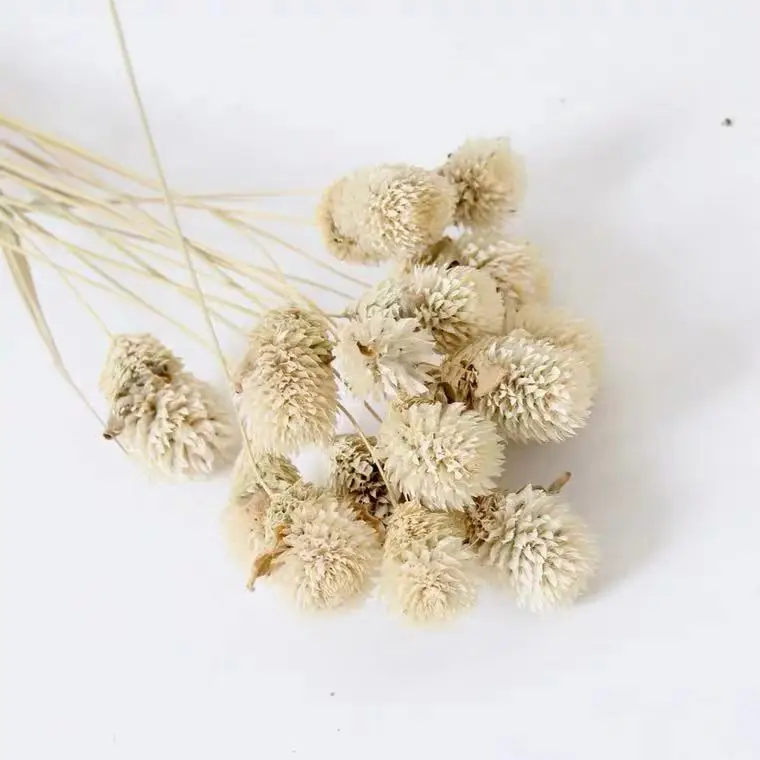 Colorful Christmas Decoration Flowers Strawberry Flower Gomphrena Globosa
