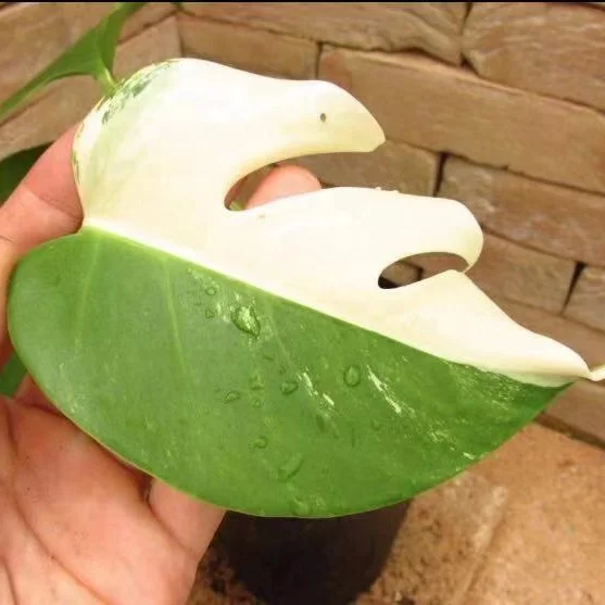 Горячая Распродажа, высокое качество, редкое разнообразие, Monstera deliciosa