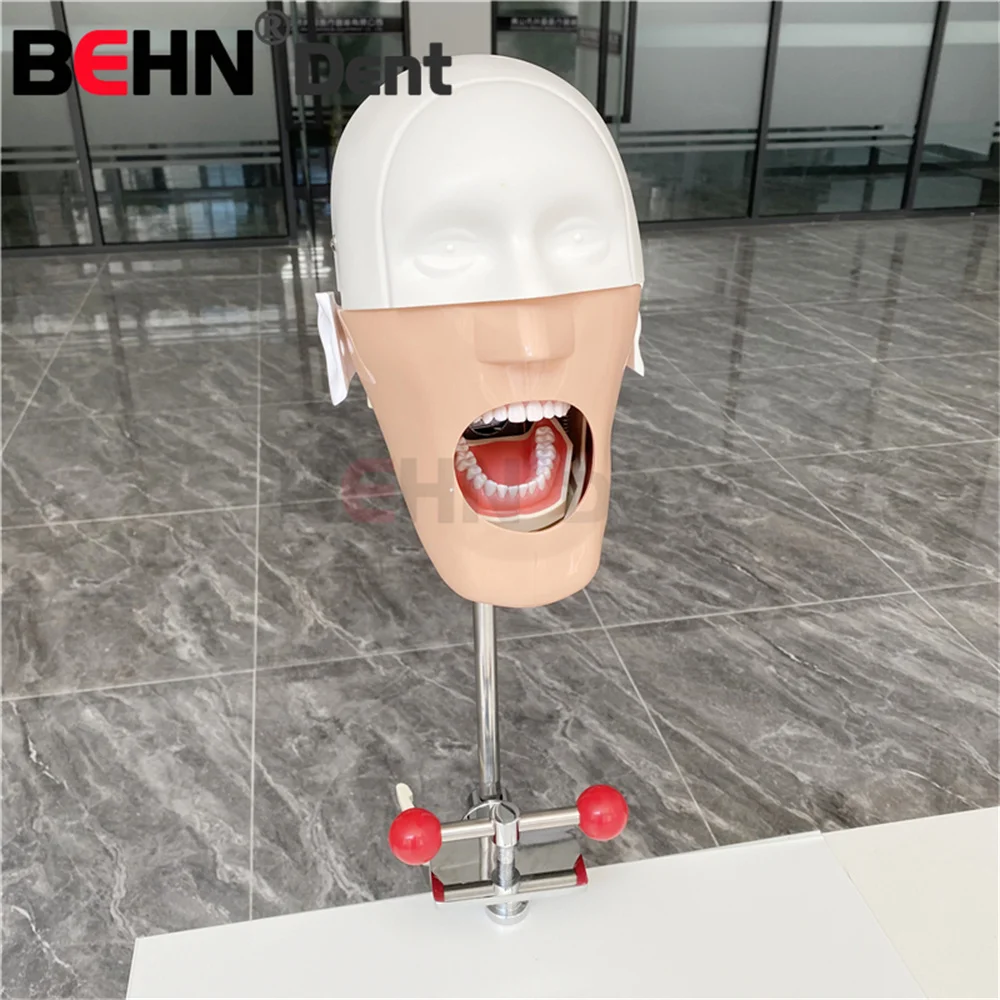 BEHN Senior manikin dental simulator manikin fixture Dental phantom head with torso