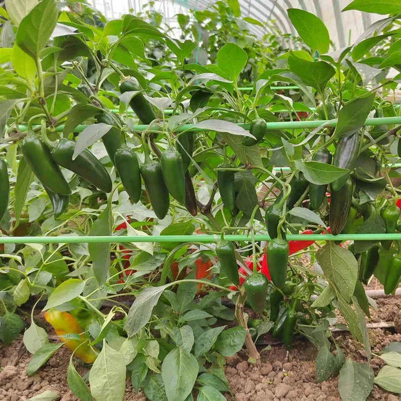Гибридные семена горячего зеленого Красного перца всех сортов