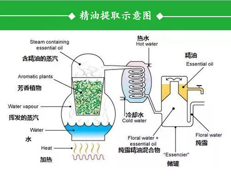 High quality osmanthus essential oil pure Natural sweet osmanthus oil