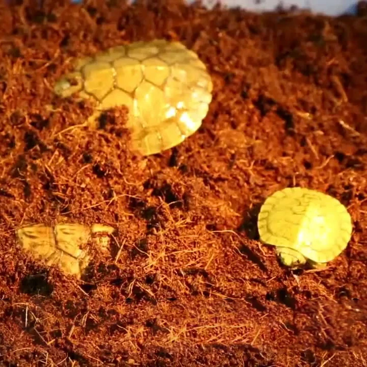 Climbing pet turtle coconut soil factory supply flower nursery Coconut Peat Nutritious Soil