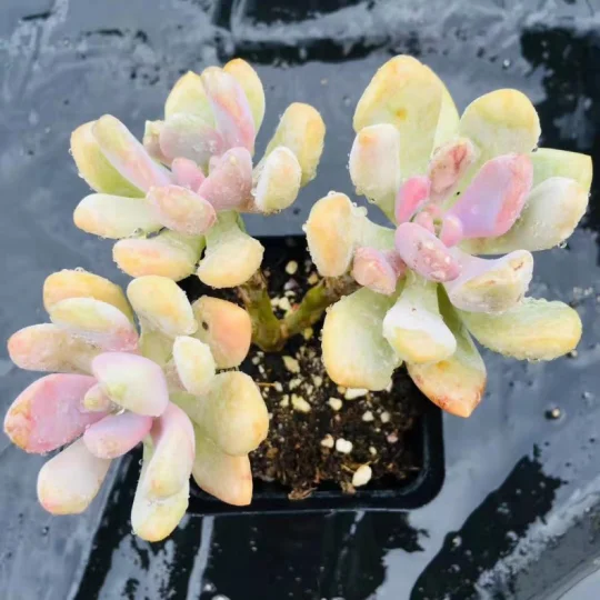 Indoor perennial nature product Succulent plant Pachyphytum spp.