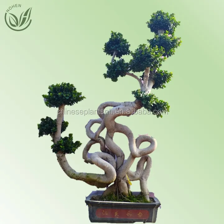 
Strange root ficus bonsai tree of outdoor plants for nursery garden landscape 