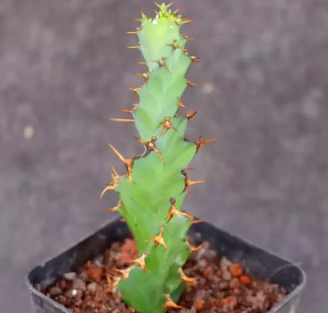 Top sale Real plant Euphorbia tortiyama natural cactus plants live succuIents indoor Home Ornamental Growing Live Cactus