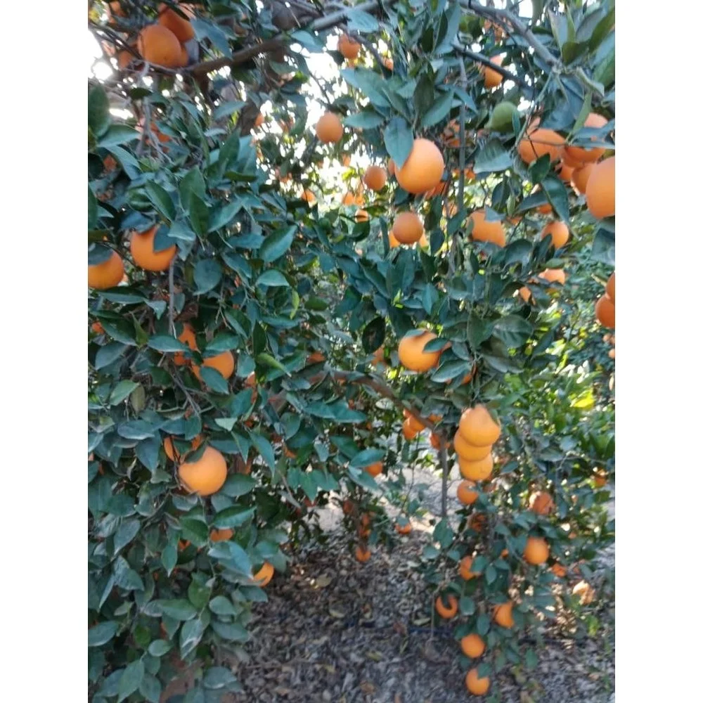Wholesale Fresh Valencia Orange Fruit Navel Orange from Egypt Categorized under Citrus Fruit