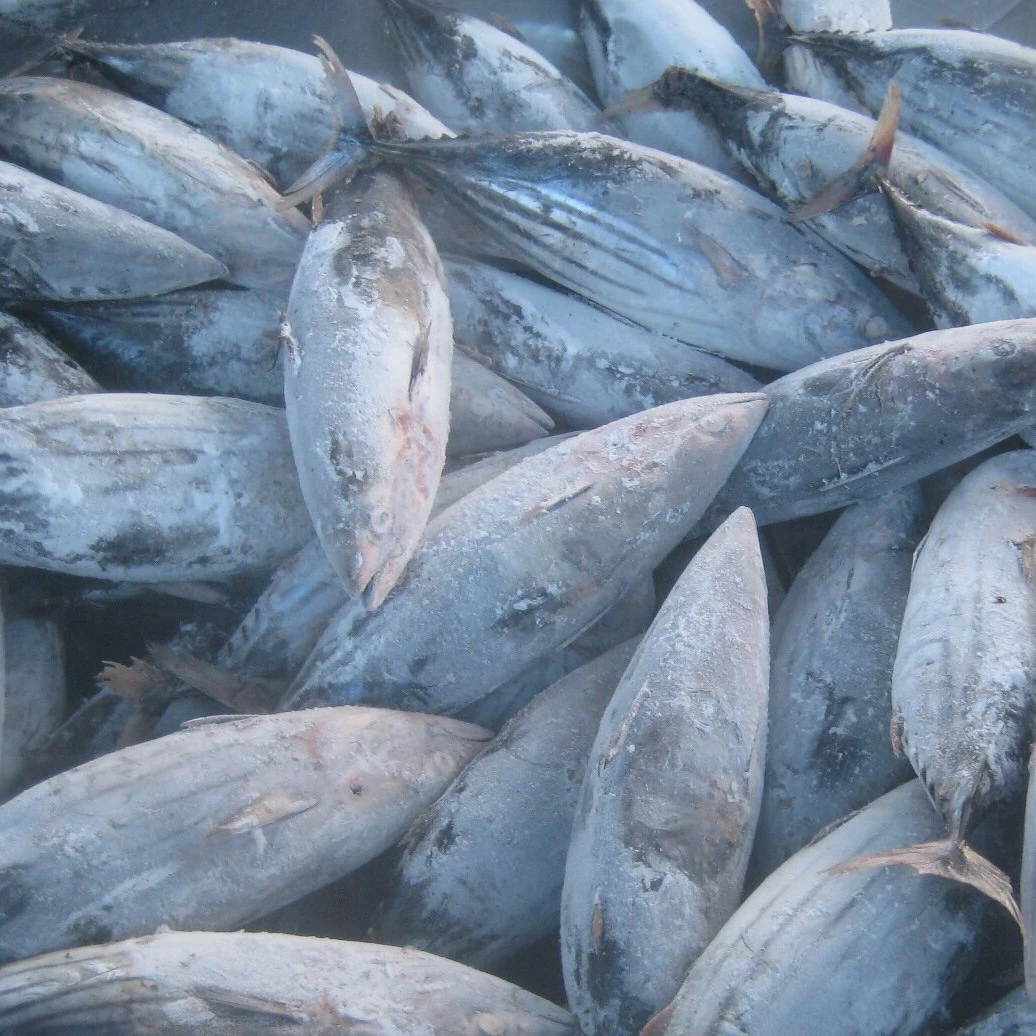 Good taste fresh frozen pacific mackerel fish 300-500g size on sale