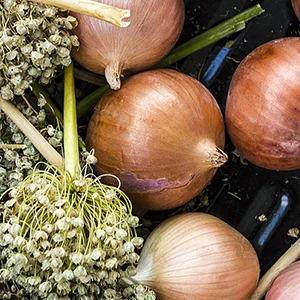 
Onion Shampoo Almond Oil Anti Hair Loss Natural Vegan Hair Growth Onion Seed Oil For Hair Fall Control 