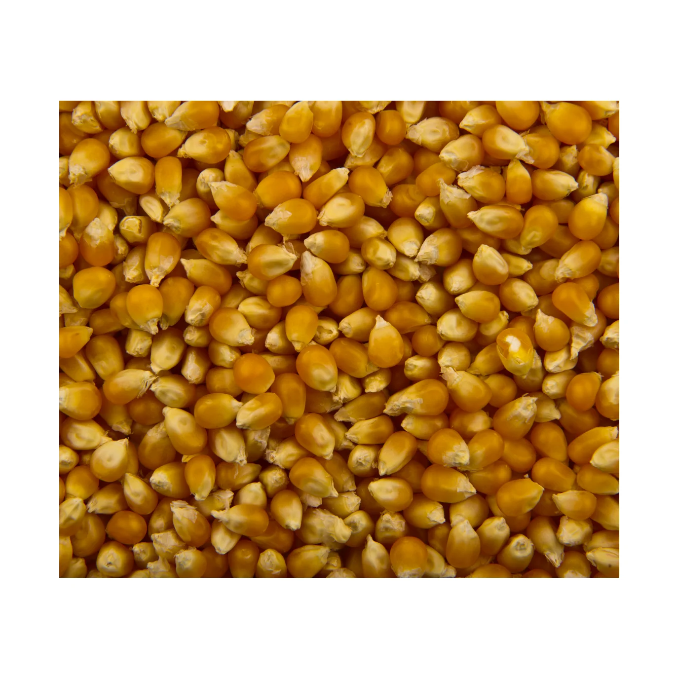 Vegetable Sweet Corn High Quality Max Yellow Top Style Storage Mature Color Container White Maize for Animal Feed or Human