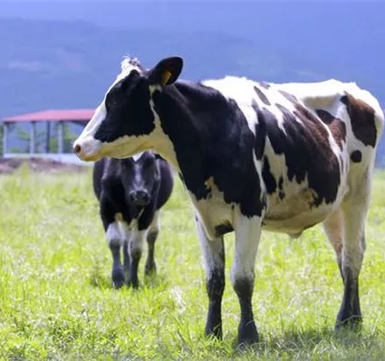 
DCP 18% Dicalcium Phosphate Feed Grade 