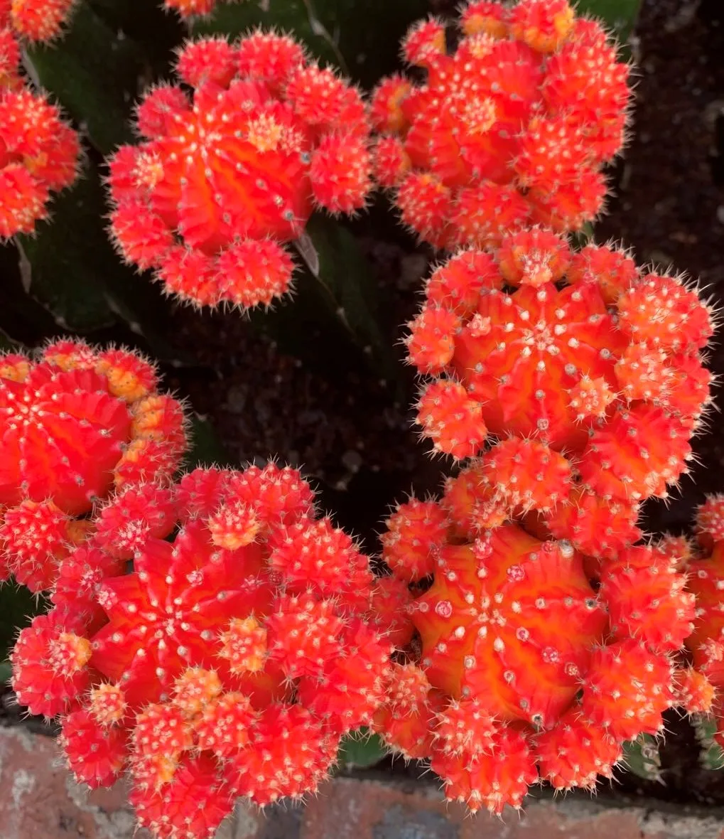 
Guaranteed quality beautiful real plant gymnocalycium mihanovichii cactus for indoor or outdoor 