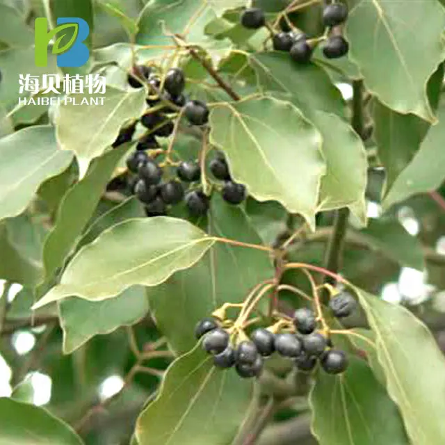 
Natural extract Eucalyptus oil 80% camphor 