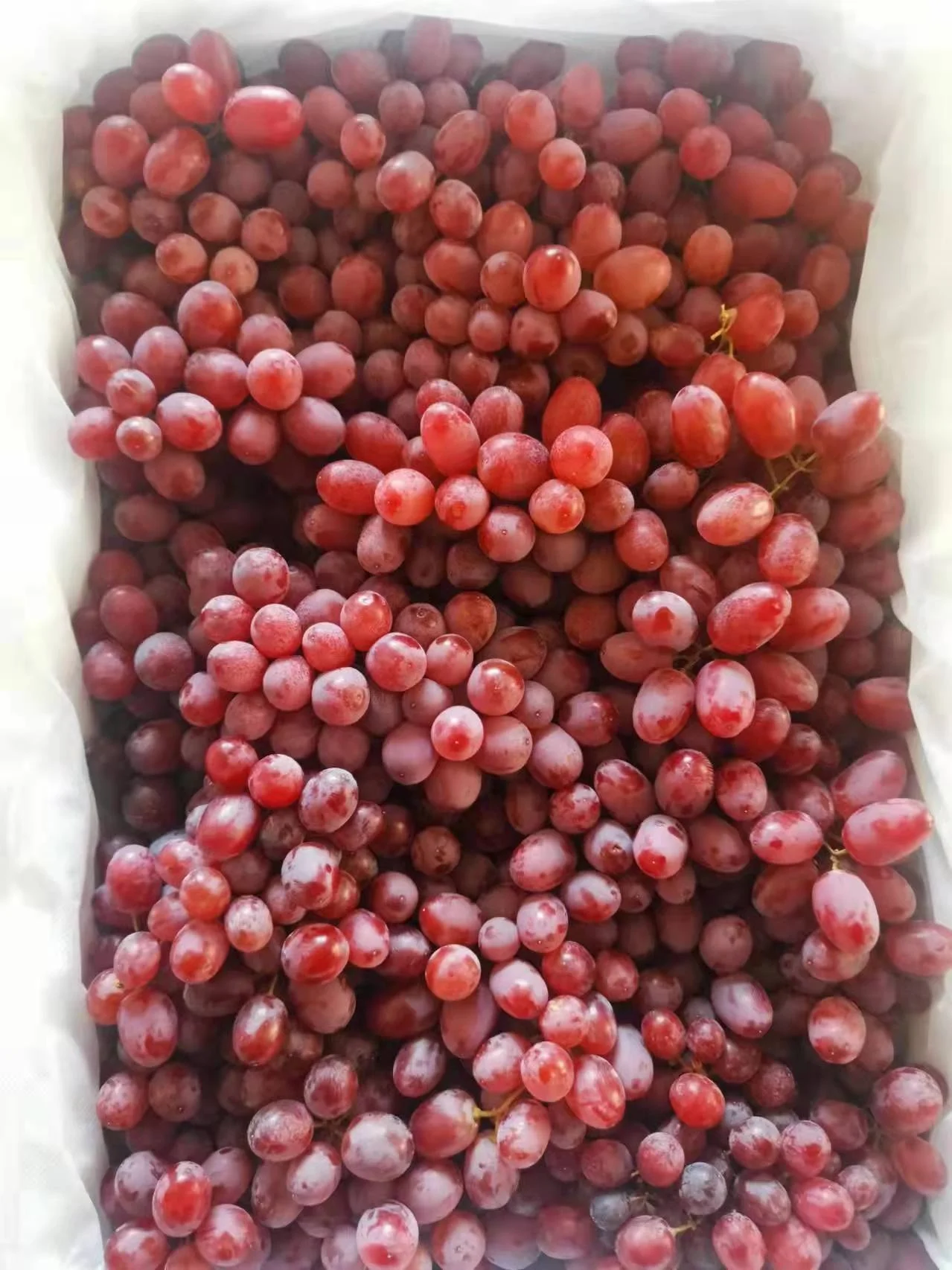 2022 fresh Bulk Fresh Grapes Red Grapes Seedless Grapes For Export sale
