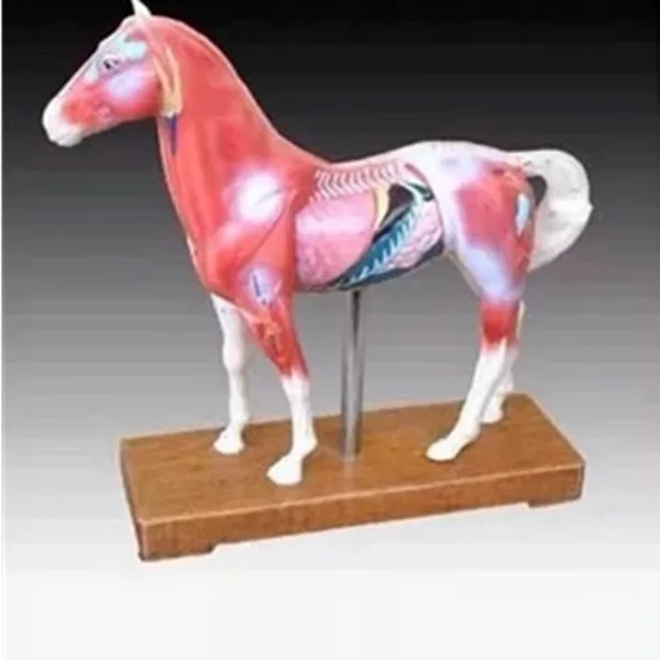Hot Sale Animal Models Horse Acupuncture Model for Teaching
