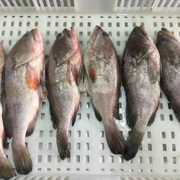 Замороженные морского окуня рыбы потрошат и масштабируется