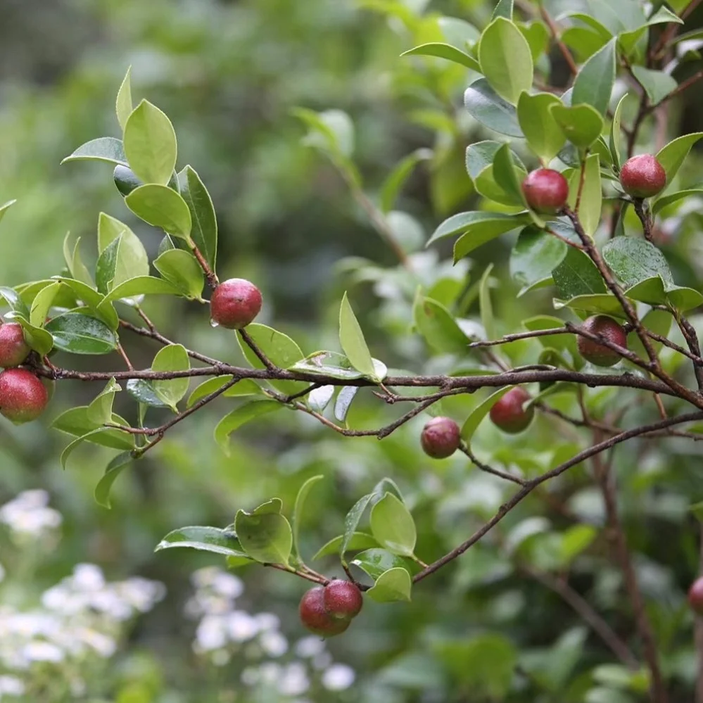 
natural cold pressed private labelled cosmetic carrier oil bulk for skin care products 