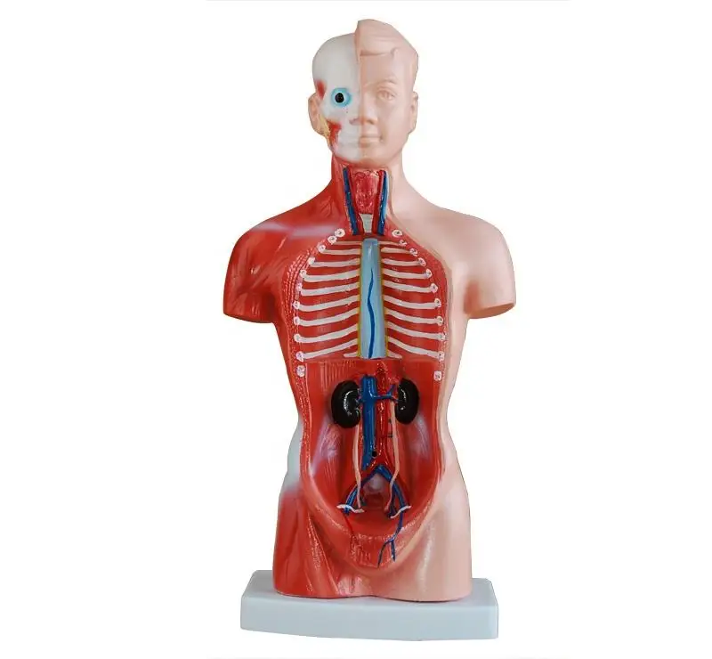 New Arrived 26cm Mini Desktop Torso Model Human Organs Model with 15 parts for school use
