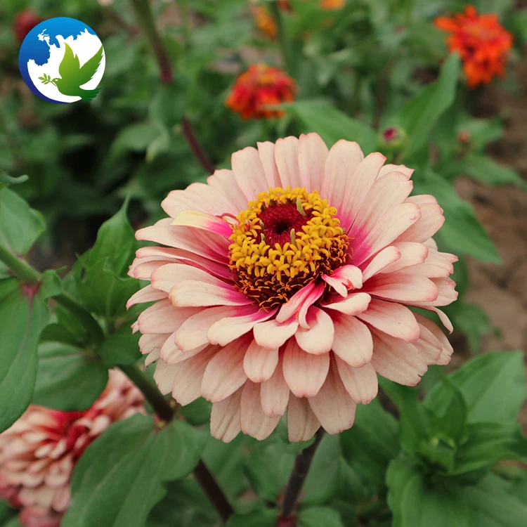 High germination Summer Flower Zinnia Elegans plants flower for garden