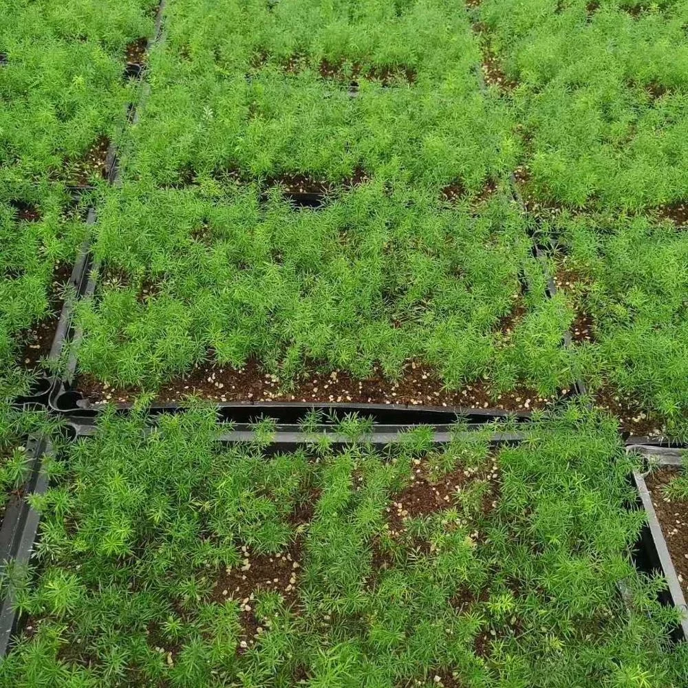 Саженцы растений Новое растение новый любимый Лисохвост спаржа