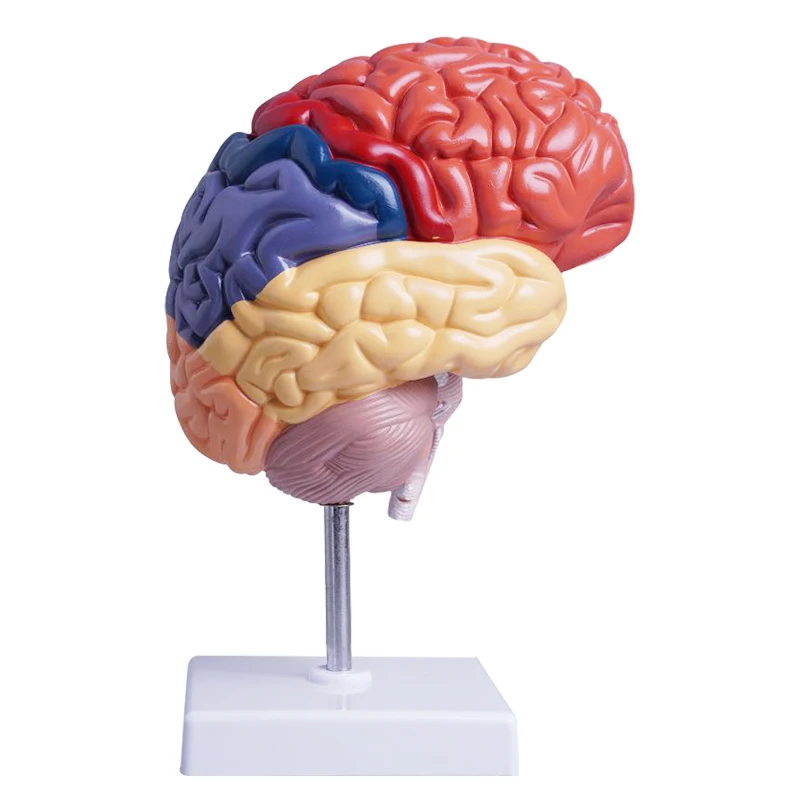 Human Brain Model Anatomical Model Medical School Plastic Human Brain for Medical Science