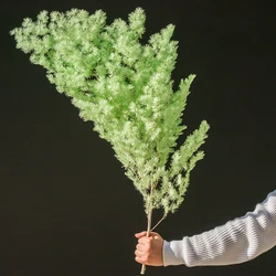 wholesale New Arrival Natural Everlasting Flowers Preserved Asparagus myrioeladus For Home Decoration