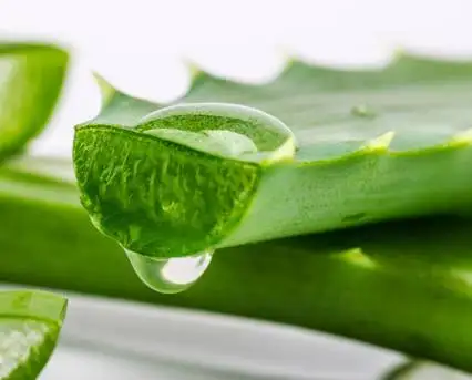 
High quality Aloe Vera Extract Natural Powder leaf extracts 