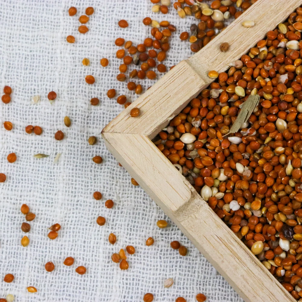 
Export Chinese Natural Organic Red Millet For Bird Food 