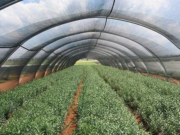 Anti-UV 6 feet x 50 feet Privacy Screen Fence Heavy Duty Fencing Mesh Shade Net Cover for Wall Garden Yard Backyard