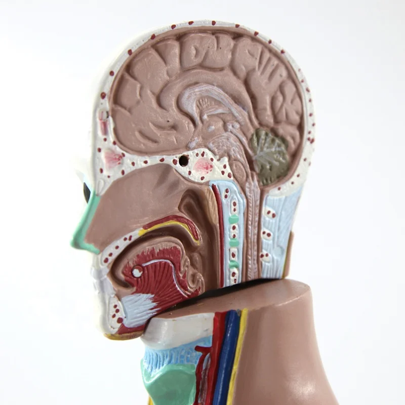  Human torso model anatomy anatomical