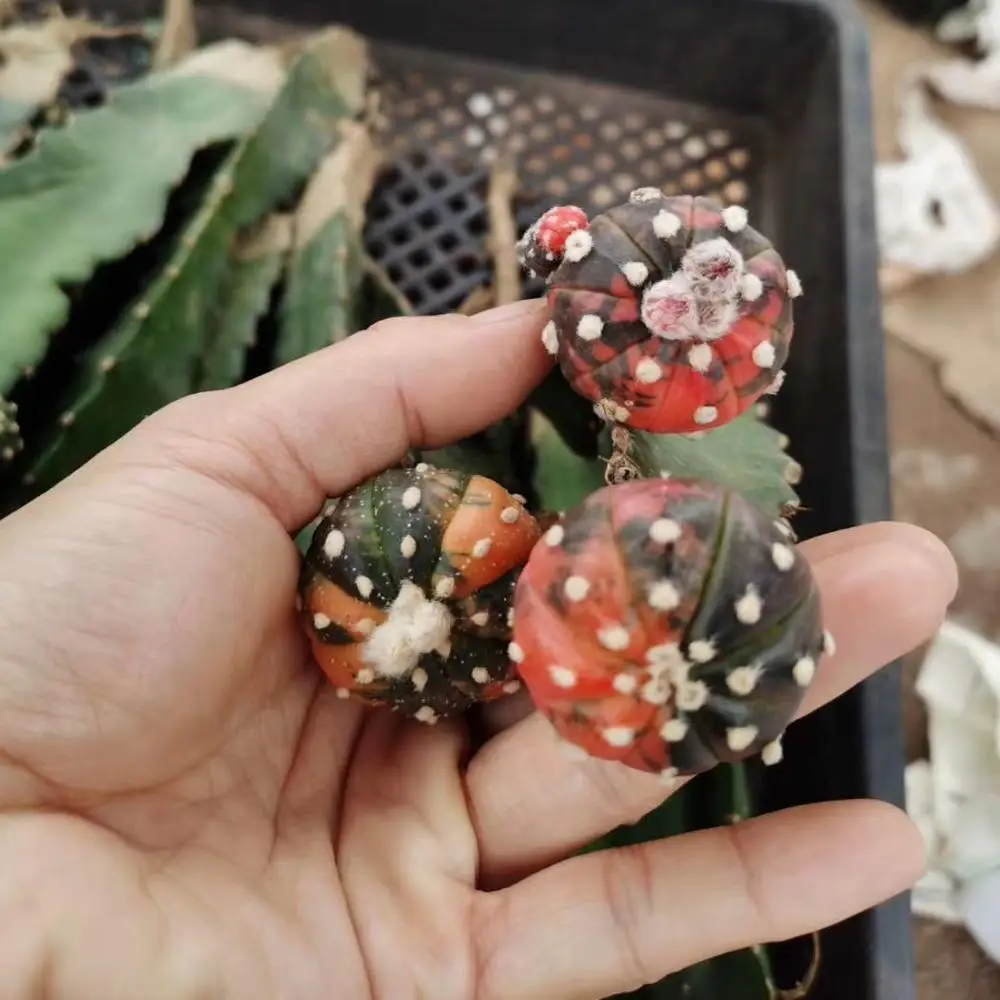 Астрофитум привитый кактус мини реальные кактусы живой кактус суккуленты растения в помещении кактус 1-2 см