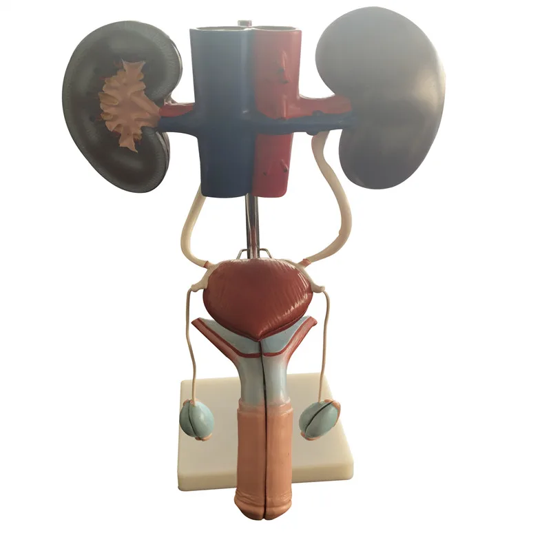 3d human anatomy transparent REPRODUCTIVE SYSTEM  MALE