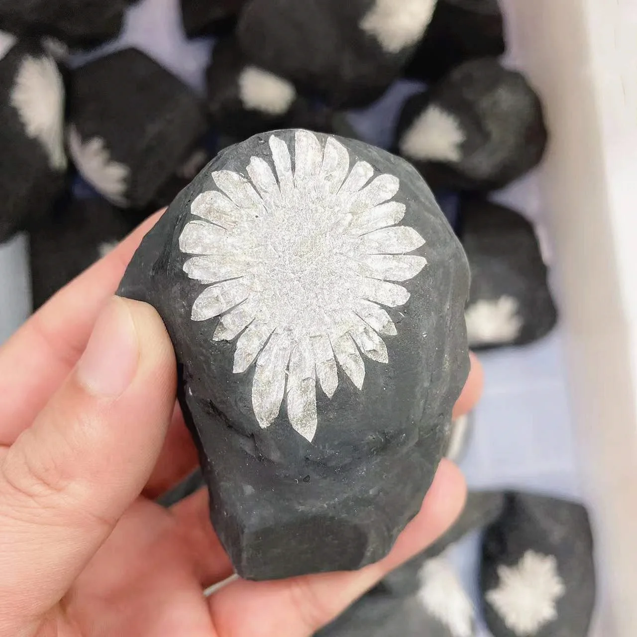 Wholesale Natural Raw stone Crystal Specimen Stone Rough Chrysanthemum Stone For Decoration