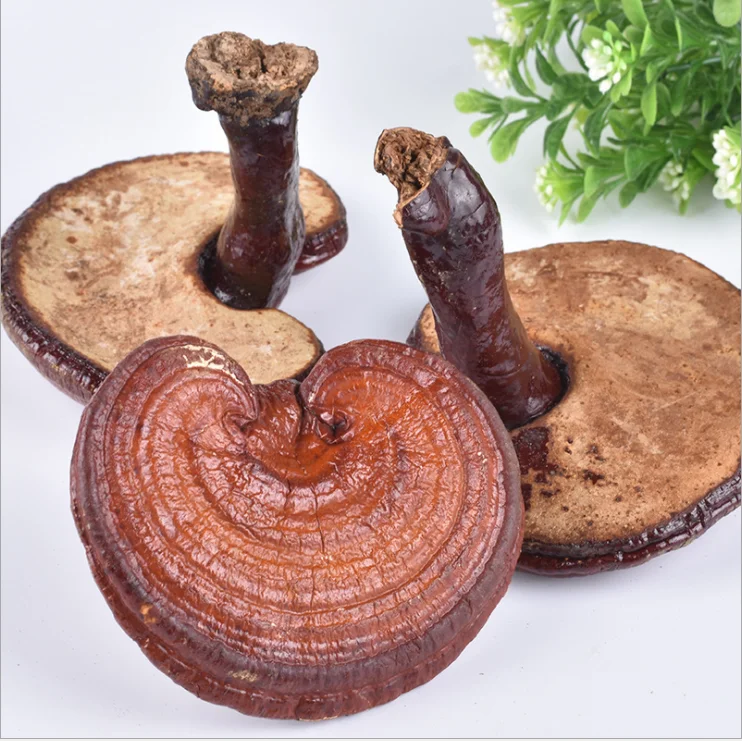 Healthcare Herbal Plant Product Reishi Mushroom Extract Ganoderma Lucidum Extract