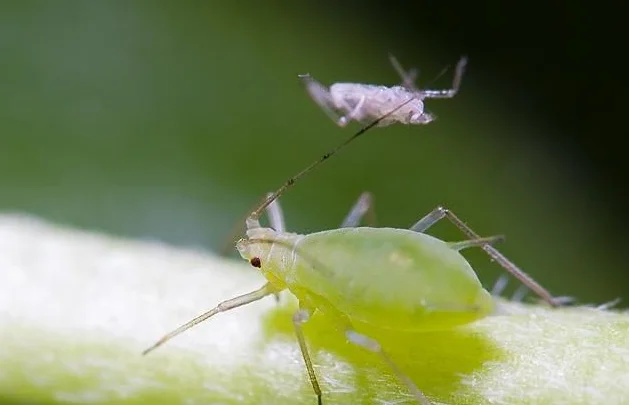 
Plant insecticide extract biopesticide oxymatrine / Matrine supplier 