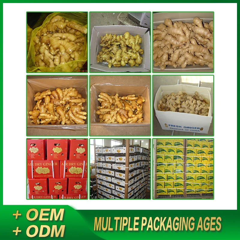 
Fresh yellow elephant ginger price for export to UK 