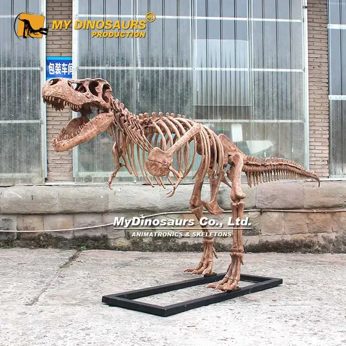 MYDINO Скелет Юрского динозавра музей качественный детский скелет ископаемый