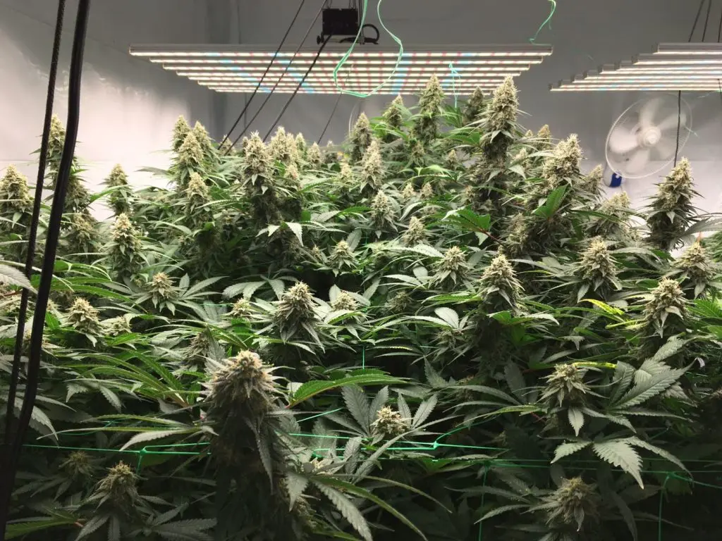 40 foot container hydroponic farm greenhouse agricultural growing system