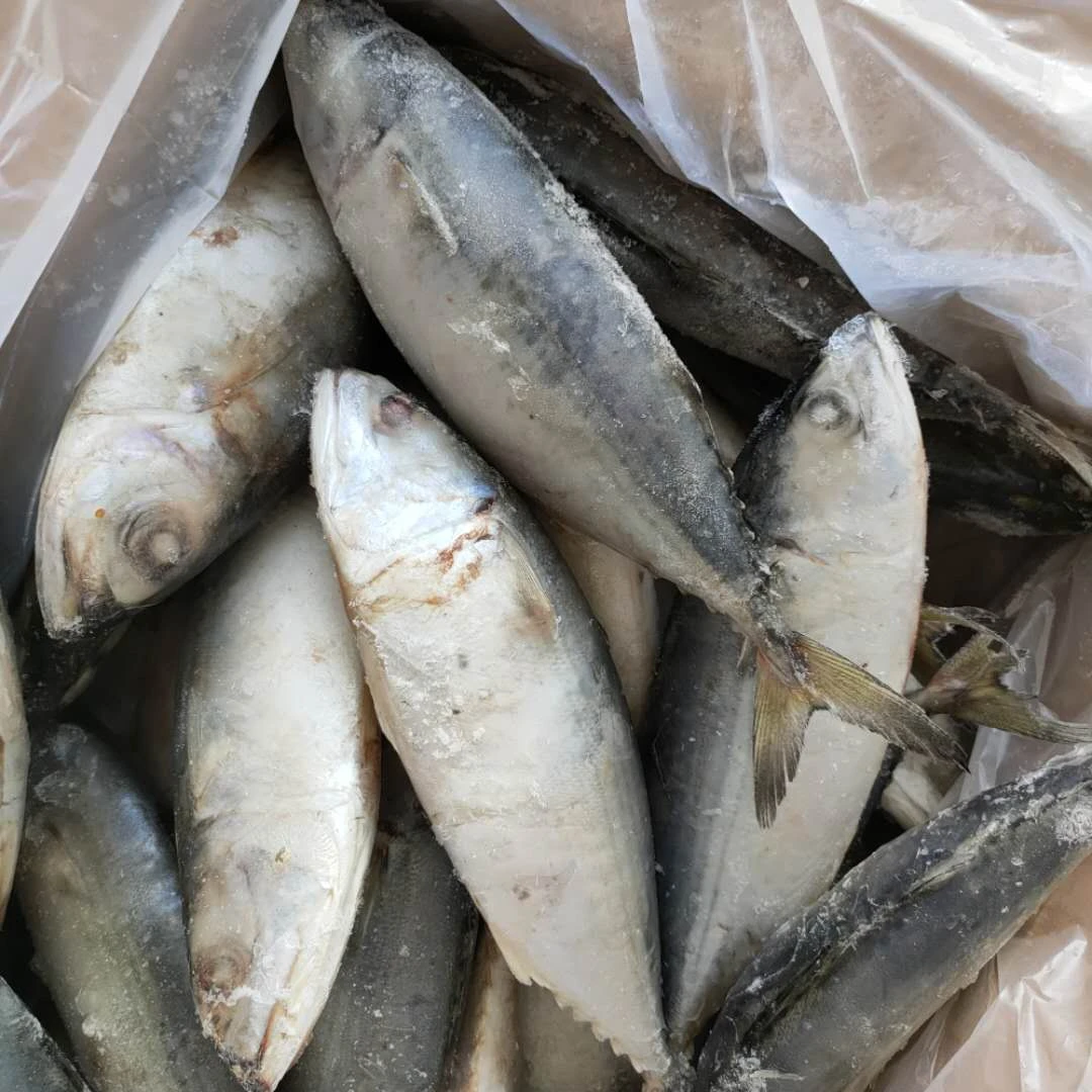 Индийская скумбрия 4-6 шт./кг, Новое поступление по низкой цене
