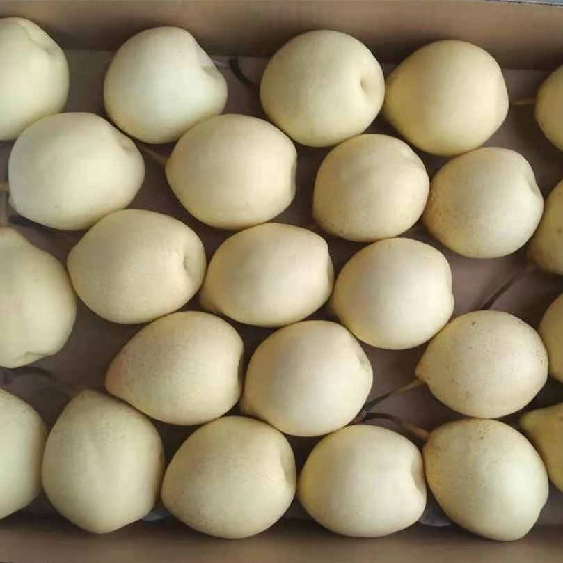 fresh pear new crop of china 2021 fresh Ya pear/ fresj Su pear /Golden pear