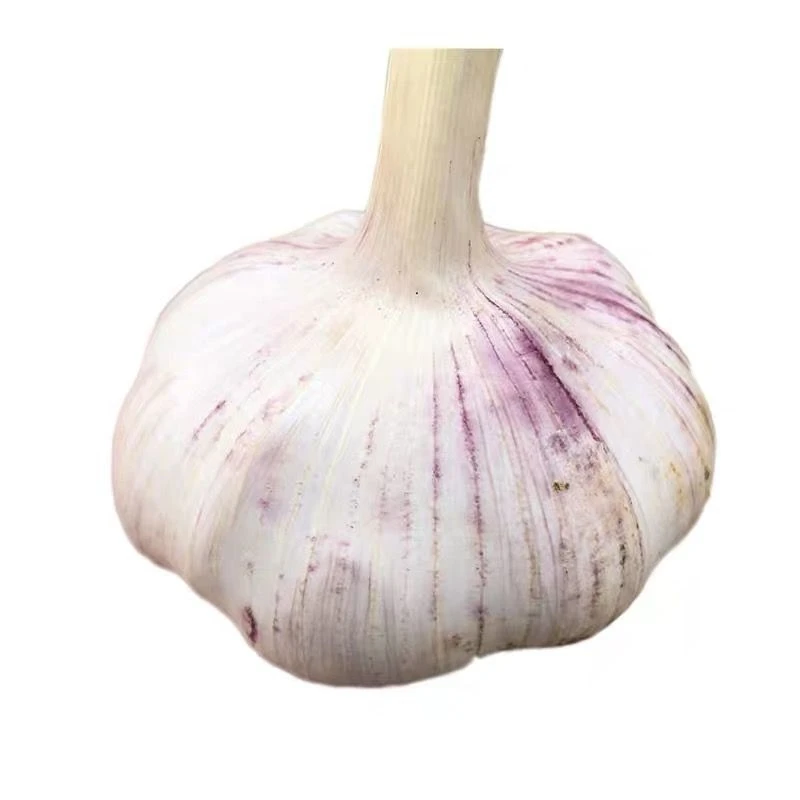 
Fresh Organic Specification Normal White Garlic Fresh Peeled  (1600167600567)