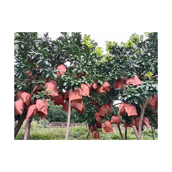 Fresh Fruit  Manufacturer Grapefruit Pomelo Healthy Grapefruit Best Quality Fresh Fruit Pomelo