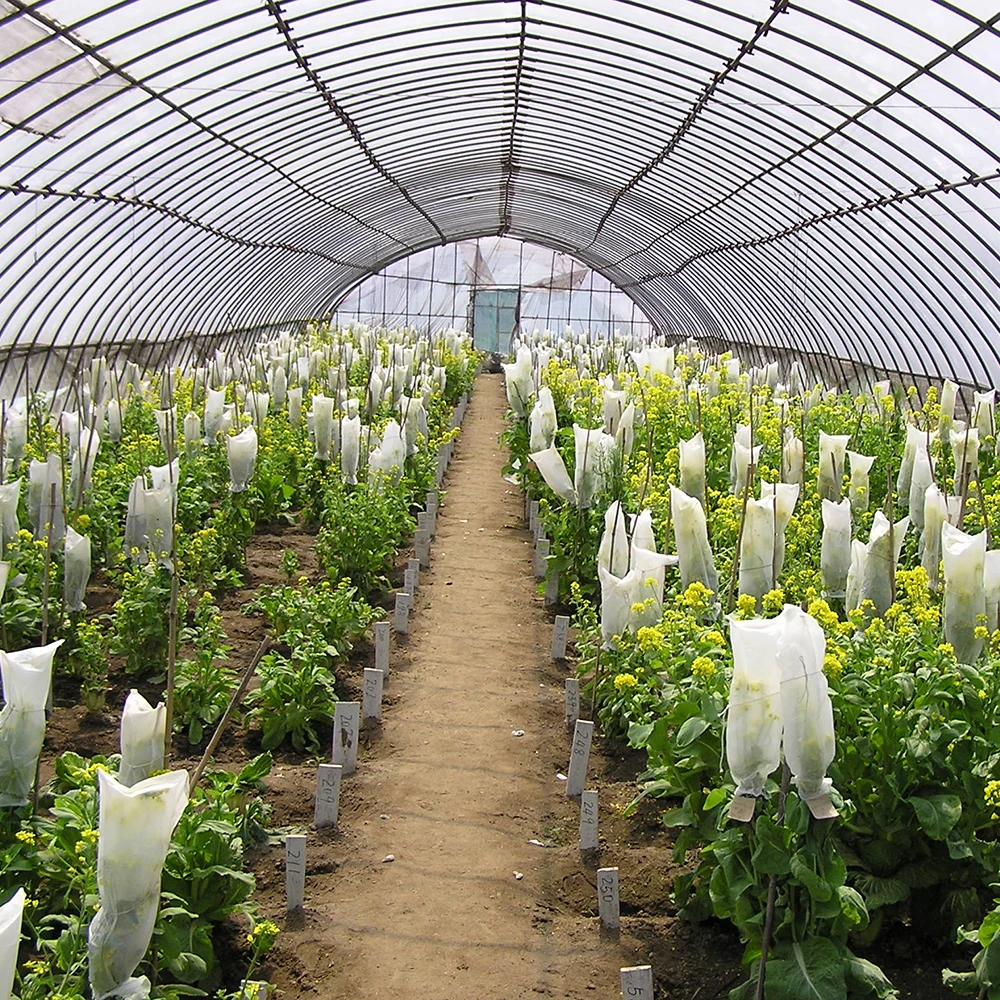 
High quality new design new style single span tunnel greenhouse for sale 