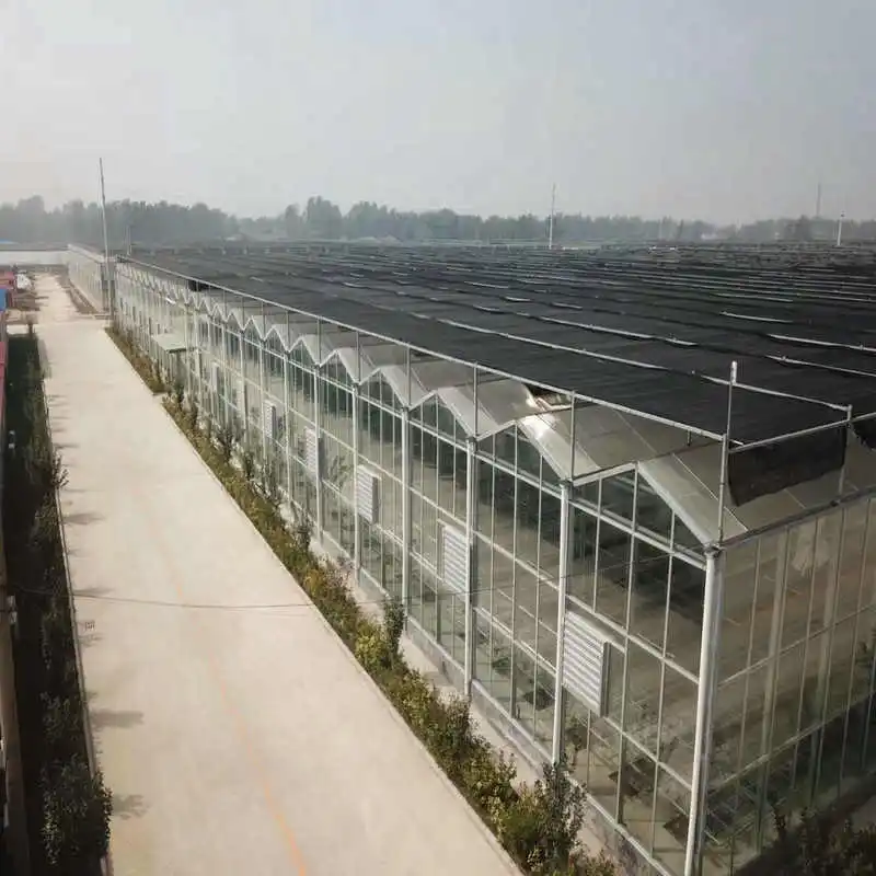 Glass vegetables greenhouse steel frame