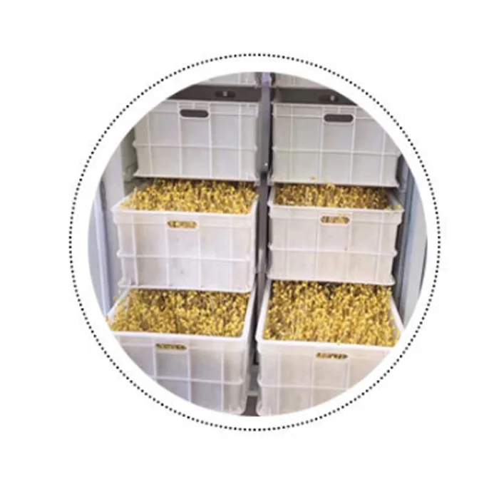 commercial automatic barley sprouting machine mung bean sprout machine