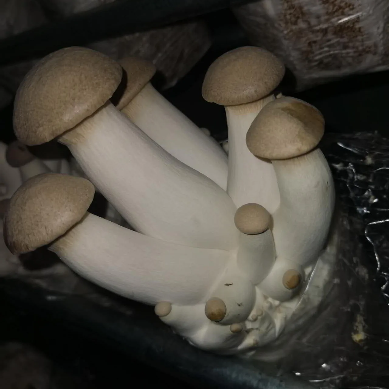 Qihe king oyster mushroom spawn kit mycelium mushroom  grow