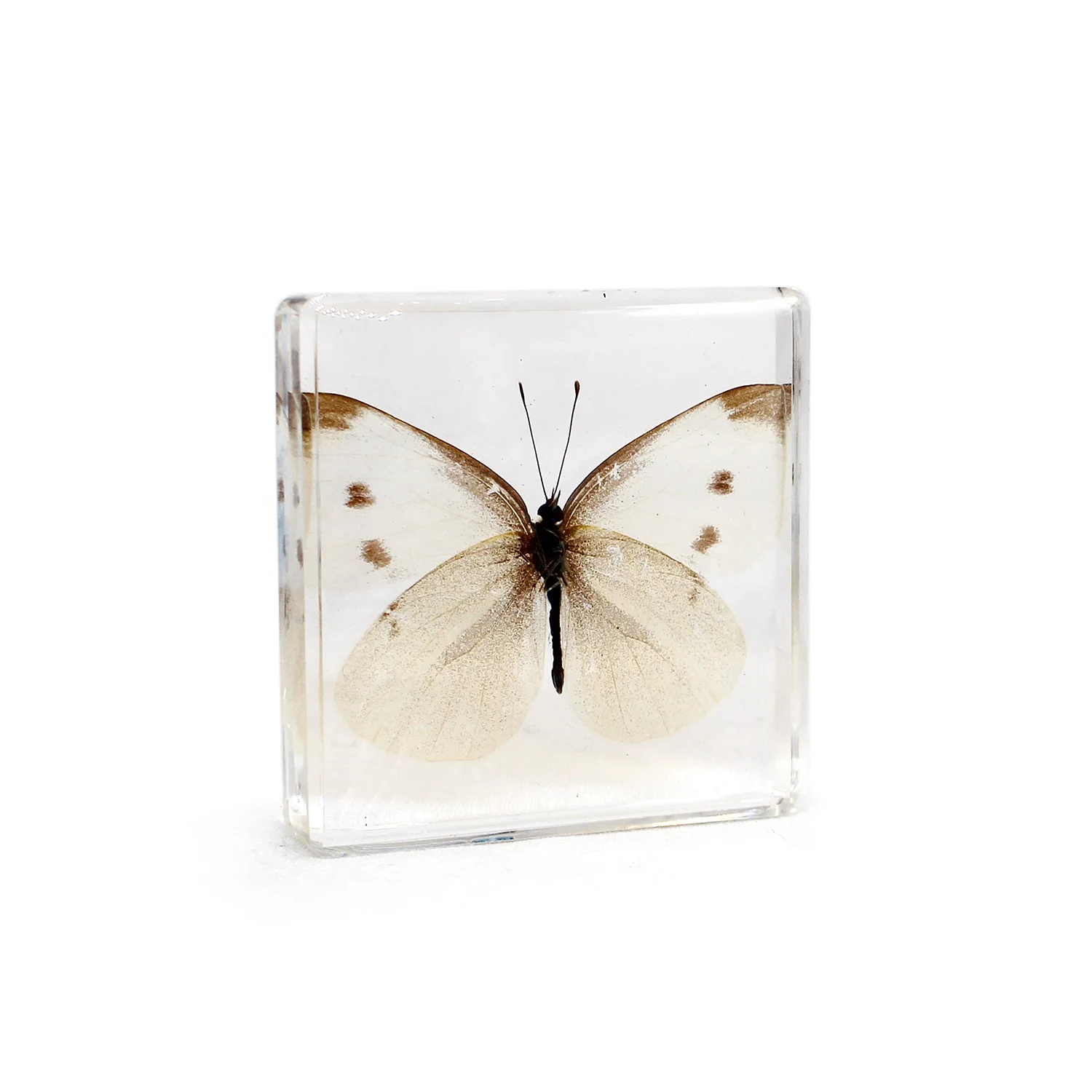 Teaching resources paperweight butterflies taxidermy real butterfly resin preschool learning tools dried specimen resin