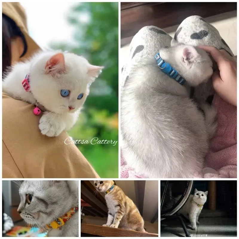 hot sale hot selling explosive personalized separation with bell pet necklace pet collar cat collar