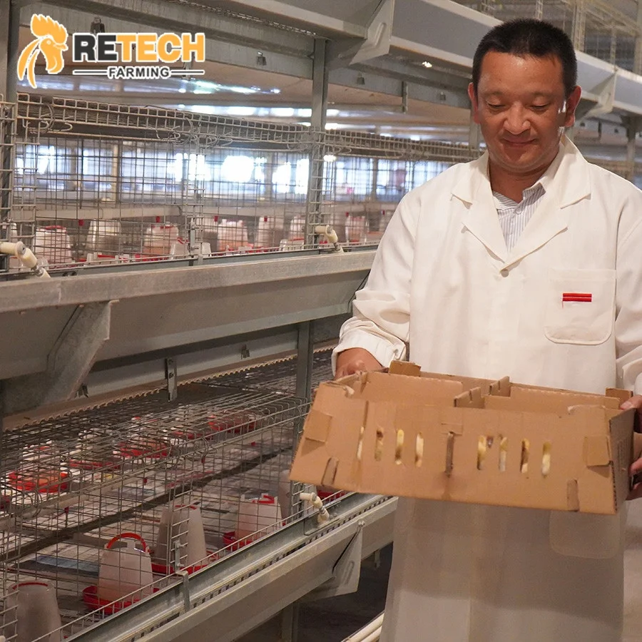 Modern Design Automatic Day Old Layer Chicks Cages System